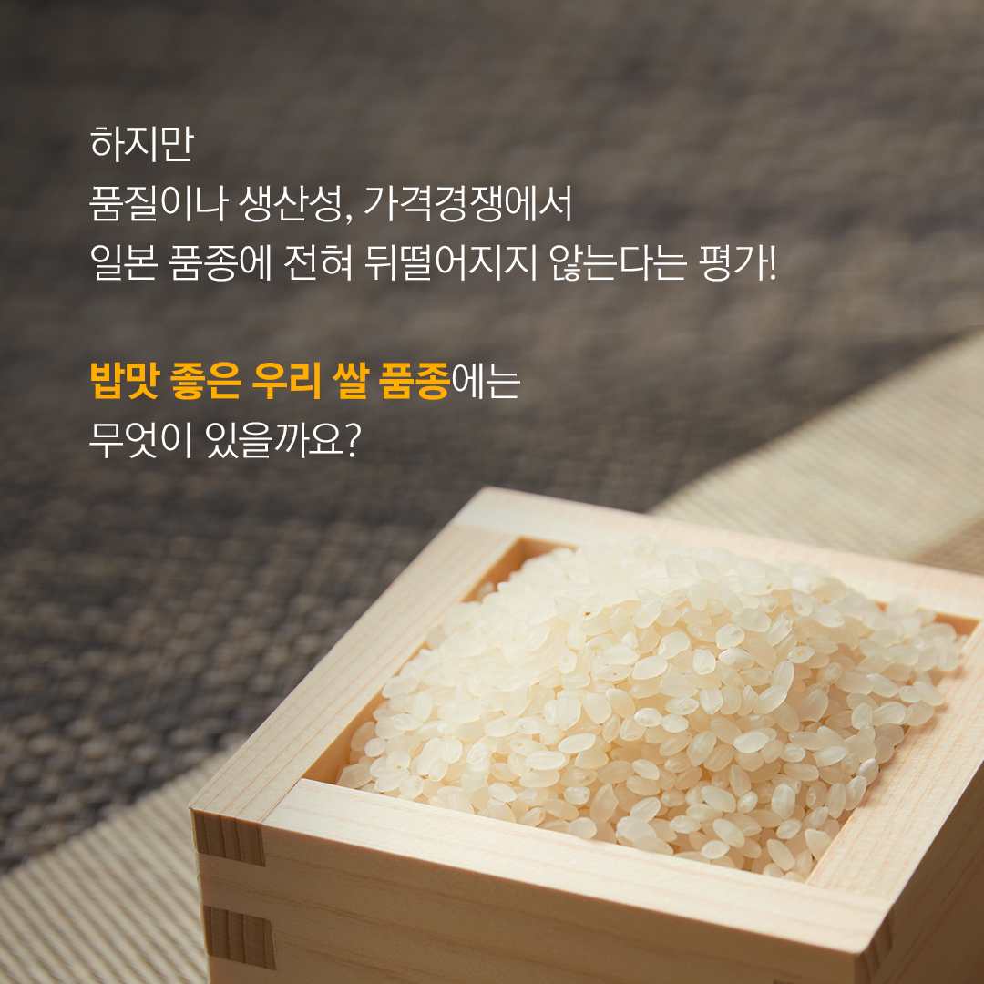 하지만 품질이나 생산성, 가격경쟁에서 일본 품종에 전혀 뒤떨어지지 않는다는 평가! 밥맛 좋은 우리 쌀 품종에는 무엇이 있을까요?