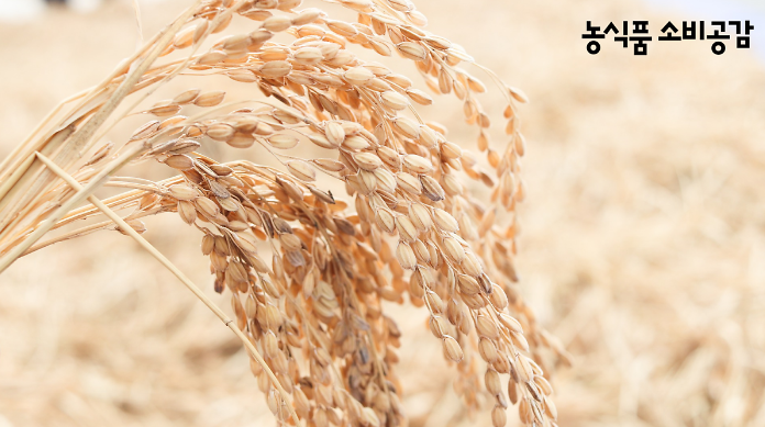 키워드로 보는 농식품 소식 : 가루쌀 재배 위한 첫발을 내딛다