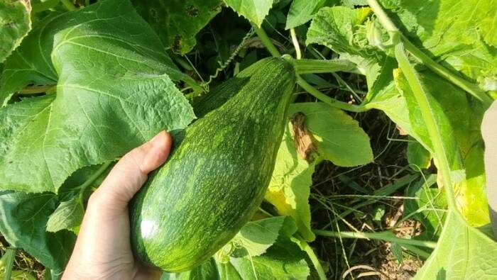 채소 보양식 호박 만두, 호박 편수 만들어 보아요! 사진1