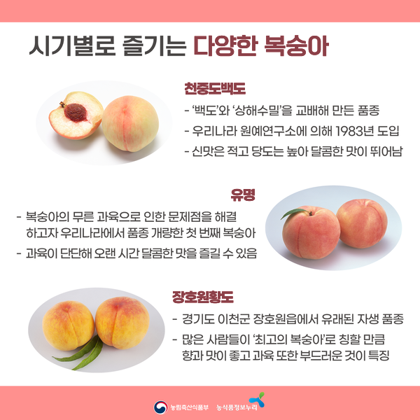 시기별로 즐기는 다양한 복숭아. 천중도백도. '백도'와 '상해수밀'을 교배해 만든 품종. 우리나라 원예연구소에 의해 1983년 도입. 신맛은 적고 당도는 높아 달콤한 맛이 뛰어남. 유명. 복숭아의 무른 과육으로 인한 문제점을 해결하고자 우리나라에서 품종 개량한 첫 번째 복숭아. 과육이 단단해 오랜 시간 달콤한 맛을 즐길 수 있음. 장호원황도. 경기도 이천군 장호원읍에서 유래된 자생 품종. 많은 사람들이 '최고의 복숭아'로 칭할 만큼 향과 맛이 좋고 과육 또한 부드러운 것이 특징