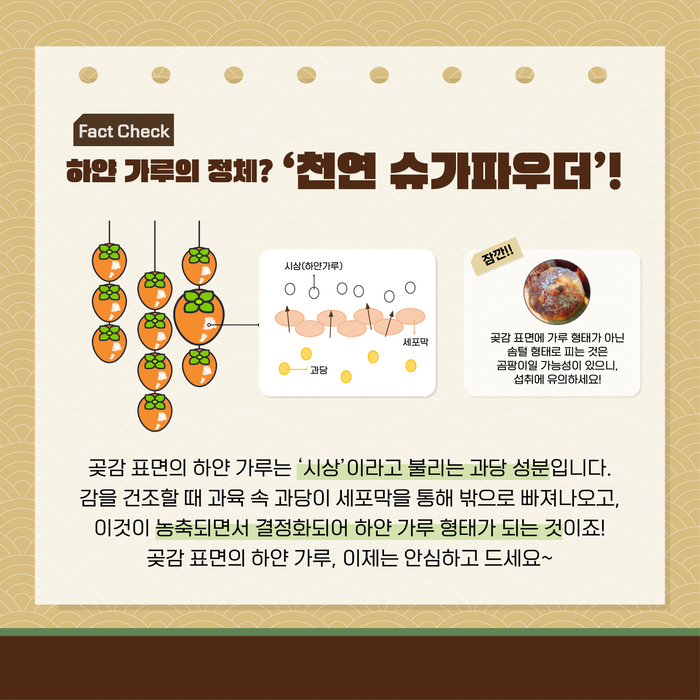 Fact Check 하얀 가루의 정체? ‘천연 슈가파우더’! 시상(하얀가루) 세포막 과당 잠깐!! 곶감 표면에 가루 형태가 아닌 솜털 형태로 피는 것은 곰팡이일 가능성이 있으니, 섭취에 유의하세요! 곶감 표면의 하얀 가루는 ‘시상’이라고 불리는 과당 성분입니다. 감을 건조할 때 과육 속 과당이 세포막을 통해 밖으로 빠져나오고, 이것이 농축되면서 결정화되어 하얀 가루 형태가 되는 것이죠! 곶감 표면의 하얀 가루, 이제는 안심하고 드세요~