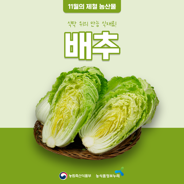11월의 제철 농산물. 식탁 위의 만능 식재료! 배추. 