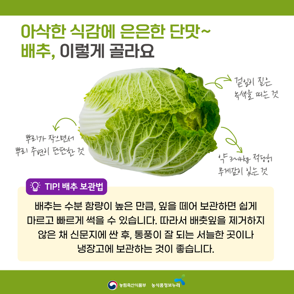 아삭한 식감에 은은한 단맛~ 배추, 이렇게 골라요. 뿌리가 작으면서 뿌리 주변이 단단한 것. 겉잎이 짙은 녹색을 띠는 것. 약 3~4kg 적당히 무게감이 있는 것. TIP! 배추 보관법: 배추는 수분 함량이 높은 만큼, 잎을 떼어 보관하면 쉽게 마르고 빠르게 썩을 수 있습니다. 따라서 배춧잎을 제거하지 않은 채 신문지에 싼 후, 통풍이 잘 되는 서늘한 곳이나 냉장고에 보관하는 것이 좋습니다.