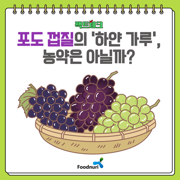 팩트체크. 포도 껍질의 '하얀 가루', 농약은 아닐까?
