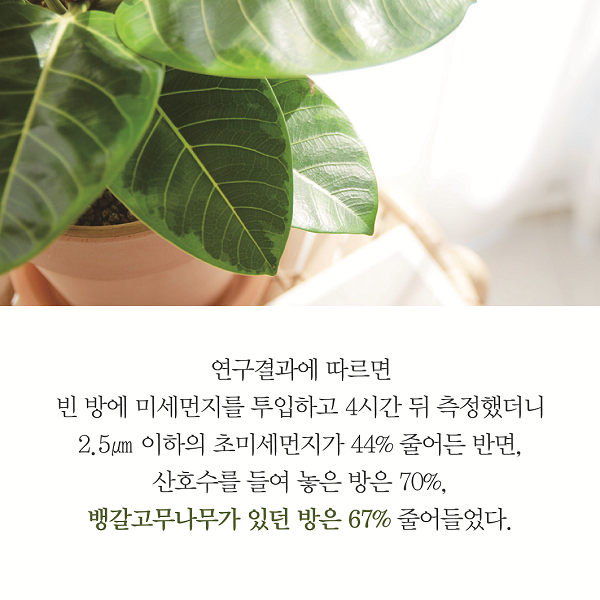 연구결과에 따르면 빈 방에 미세먼지를 투입하고 4시간 뒤 측정했더니 2.5㎛ 이하의 초미세먼지가 44% 줄어든 반면, 산호수를 들여 놓은 방은 70%, 뱅갈고무나무가 있던 방은 67% 줄어들었다.