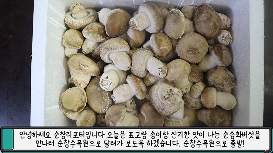 안녕하세요 순창리포터입니다. 오늘은 표고랑 송이랑 신기한 맛이 나는 순송화버섯을 만나러 순창수목원으로 달려가 보도록 하겠습니다. 순창수목원으로 출발!
