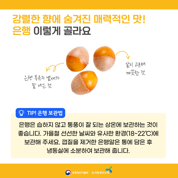 강렬한 향에 숨겨진 매력적인 맛! 은행 이렇게 골라요. 은행 특유의 냄새가 잘 나는 것. 알이 고르며 깨끗한 것. TIP! 은행 보관법: 은행을 습하지 않고 통풍이 잘 되는 상온에 보관하는 것이 좋습니다. 가을철 선선한 날씨와 유사한 환경(18~22℃)에 보관해 주세요. 껍질을 제거한 은행알은 통에 담은 후 냉동실에 소분하여 보관해 줍니다.