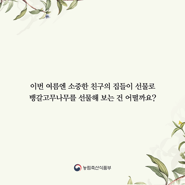 뱅갈고무나무를 선물해 보는것 어떨까요? - 농림축산식품부