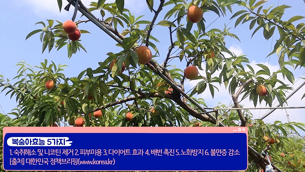 복숭아효능 5가지 - 1.숙취해소 및 니코틴 제거 / 2.피부미용 / 3.다이어트 효과 / 4.배변 촉진 / 5.노화방지 / 6.불면증 감소 [출처] 대한민국 정책브리핑(www.korea.kr)