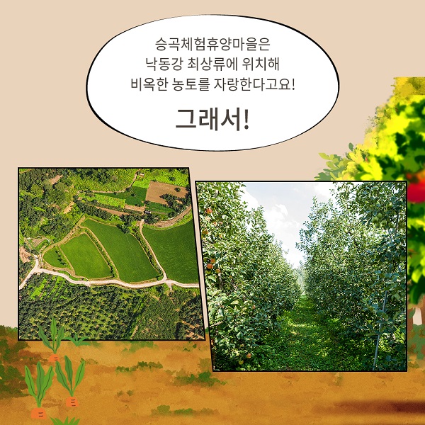 햇살 반짝이는 배롱나무 꽃길을 따라 사진4 승곡체험휴양마을은 낙동강 최상류에 위치해 비옥한 농토를 자랑한다고요! 그래서!