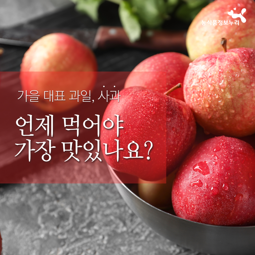 농식품정보누리-가을 대표 과일, 사과 언제 먹어야 가장 맛있나요?