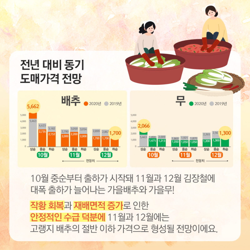 전년 대비 동기 도매가격 전망, 10월 중순부터 출하가 시작돼 11월과 12월 김장철에 대폭 출하가 늘어나는 가을배추와 가을무! 작황 회복과 재배면적 증가로 인한 안정적인 수급 덕분에 11월과 12월에는 고랭지 배추의 절반 이하 가격으로 형성될 전망이에요.