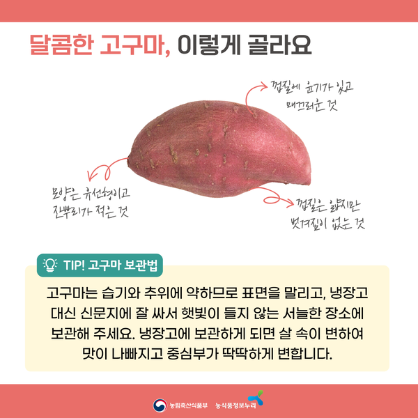 달콤한 고구마, 이렇게 골라요. 껍질에 윤기가 있고 매끄러운 것. 모양은 유선형이고 잔뿌리가 적은 것. 껍질은 얇지만 벗겨짐이 없는 것. TIP! 고구마 보관법: 고구마는 습기와 추위에 약하므로 표면을 말리고 냉장고 대신 신문지에 잘 싸서 햇빛이 들지 않는 서늘한 장소에 보관해 주세요. 냉장고에 보관하게 되면 살 속이 변하여 맛이 나빠지고 중심부가 딱딱하게 변합니다.