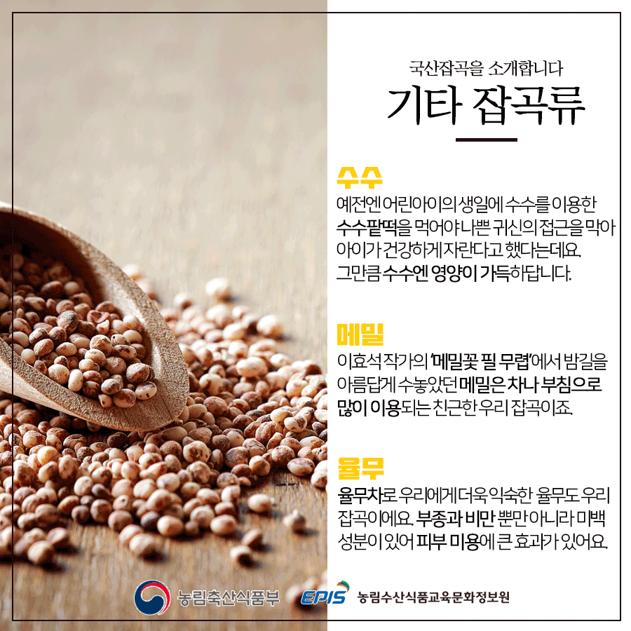 국산잡곡을 소개합니다 기타 잡곡류 수수 예전엔 어린아이의 생일에 수수를 이용한 수수팥떡을 먹어야 나쁜 귀신의 접근을 막아 아이가 건강하게 자란다고 했다는데요. 그만큼 수수엔 영양이 가득하답니다. 메밀 이효석 작가의 ‘메밀꽃 필 무렵’에서 밤길을 아름답게 수놓았던 메밀은 차나 부침으로 많이 이용되는 친근한 우리 잡곡이죠. 율무 율무차로 우리에게 더욱 익숙한 율무도 우리 잡곡이에요. 부종과 비만 뿐만 아니라 미백 성분이 있어 피부 미용에 큰 효과가 있어요. 농림축산식품부 EPIS 농림수산식품교육문화정보원