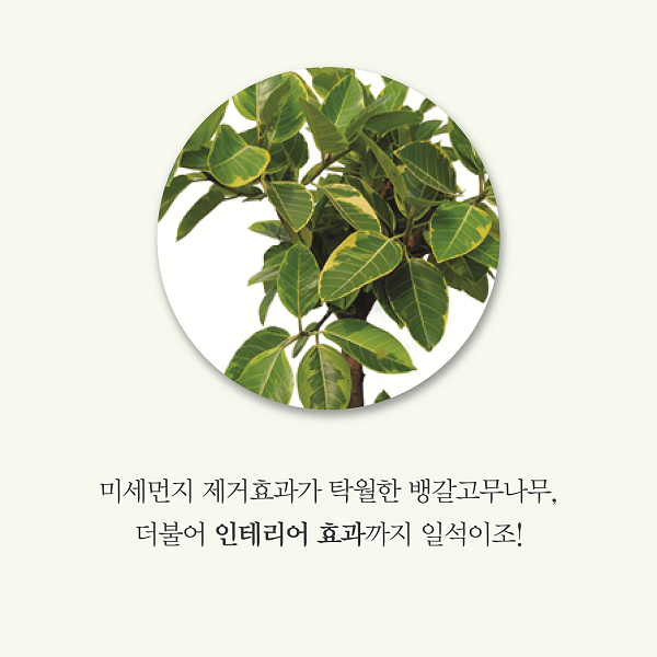 미세먼지 제거효과가 탁월한 뱅갈고무나무, 더불어 인테리어 효과까지 일석이죠!