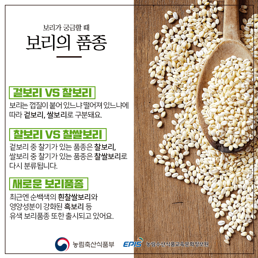 보리가 궁금할 때 보리의 품종 겉보리 VS 찰보리 보리는 껍질이 붙어 있느냐 떨어져 있느냐에 따라 겉보리, 쌀보리로 구분돼요. 찰보리 VS 찰쌀보리 겉보리 중 찰기가 있는 품종은 찰보리, 쌀보리 중 찰기가 있는 품종은 찰쌀보리로 다시 분류됩니다. 새로운 보리품종 최근엔 순백색의 흰찰쌀보리와 영양성분이 강화된 흑보리 등 유색 보리품종 또한 출시되고 있어요. 농림축산식품부 EPIS 농림수산식품교육문화정보원