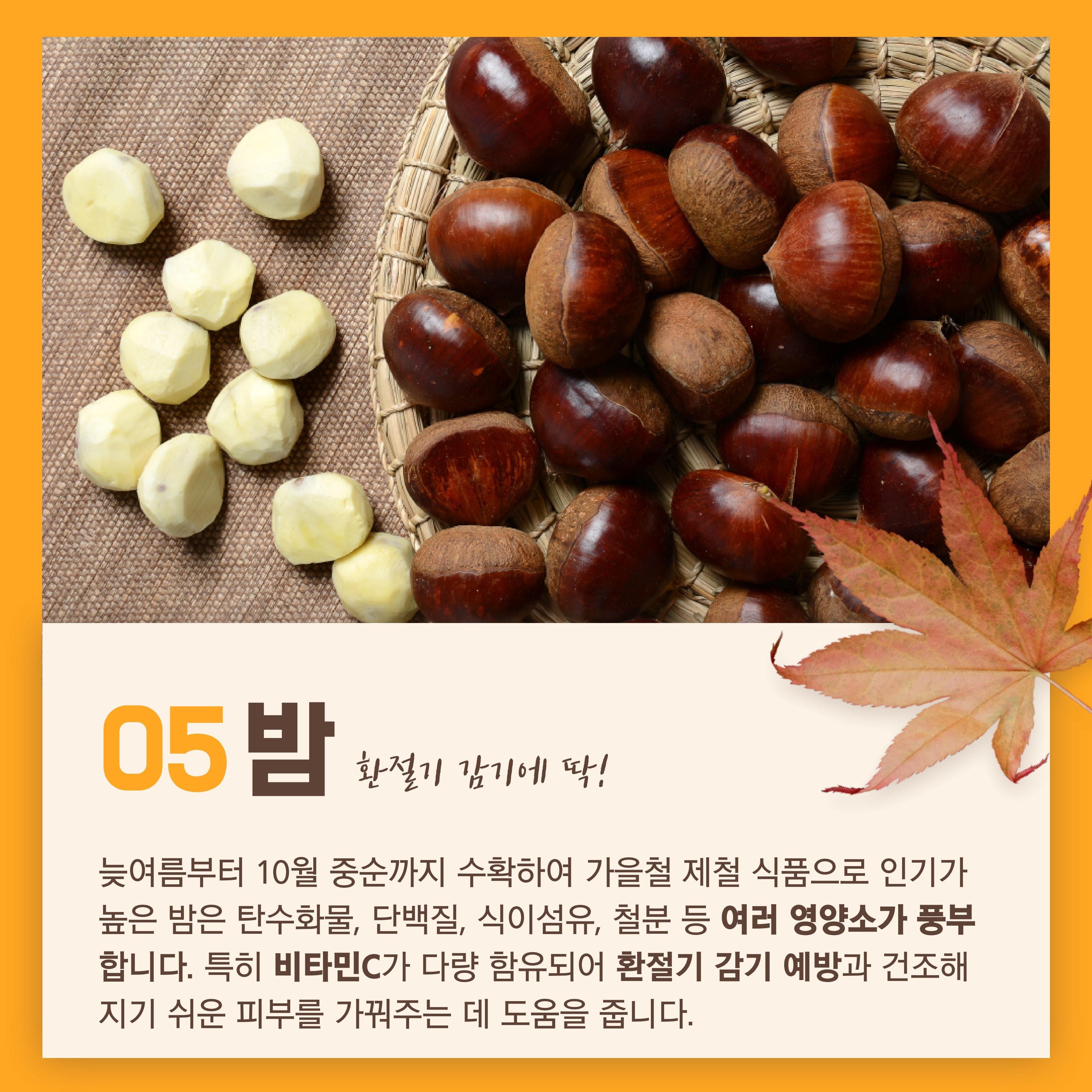 밤 환절기 감기에 딱 늦여름부터 10월 중순까지 수확하여 가을철 제철 식품으로 인기가 높은 밤은 탄수화물, 단백질, 식이섬유, 철분 등 여러 영양소가 풍부합니다. 특히 비타민C가 다량 함유되어 환절기 감기 예방과 건조해지기 쉬운 피부를 가꿔주는 데 도움을 줍니다.
