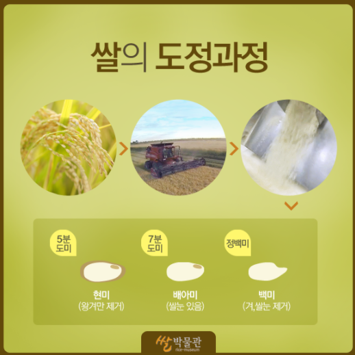 쌀의 도정과정 5분 도미 현미(왕겨만 제거) 7분 도미 배아미(쌀눈 있음) 정백미 백미(겨, 쌀눈 제거) 쌀박물관