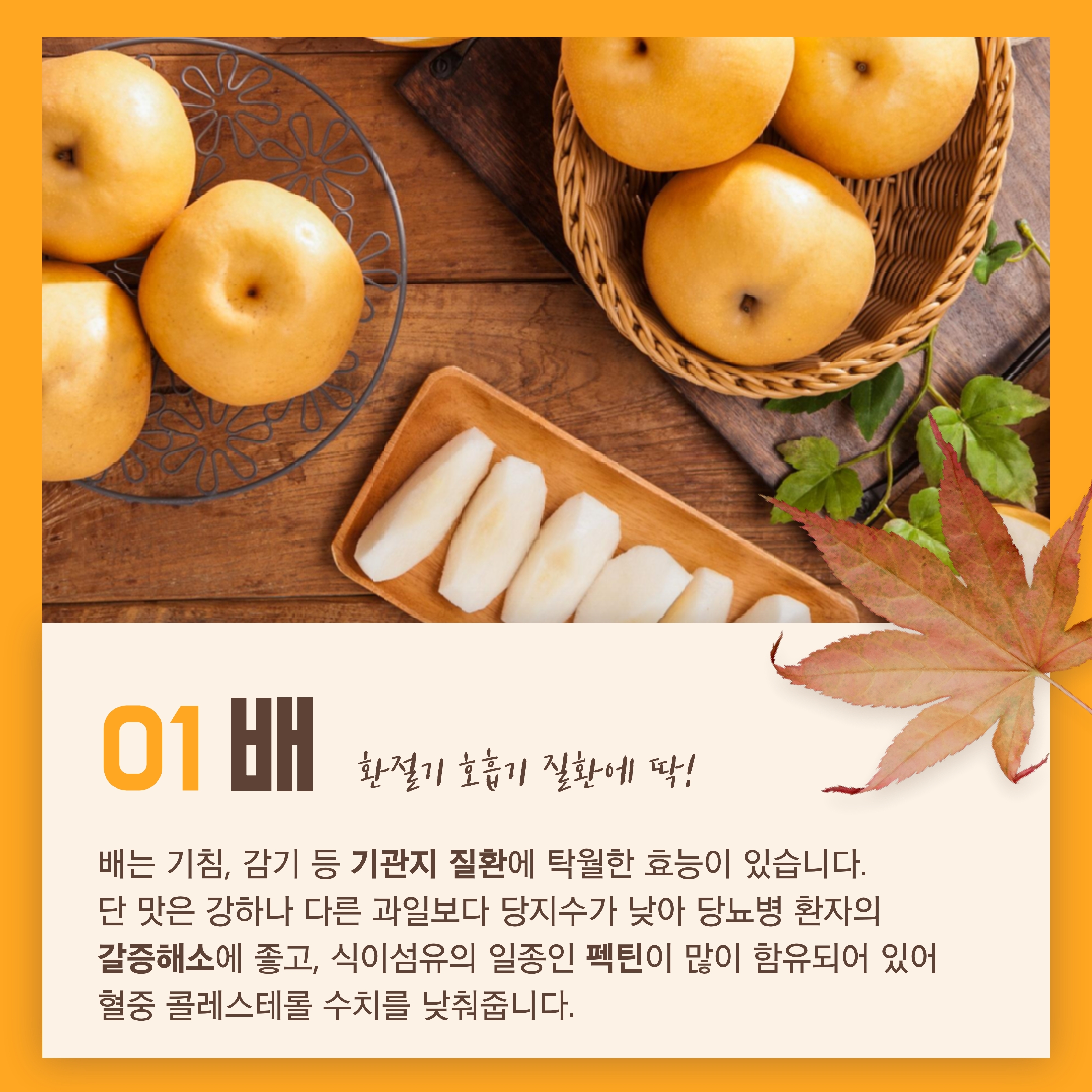 배 환절기 호흡기 질환에 딱 배는 기침, 감기 등 기관지 질환에 탁월한 효능이 있습니다. 단 맛은 강하나 다른 과일보다 당지수가 낮아 당뇨병 환자의 갈증해소에 좋고, 식이섬유의 일종인 펙틴이 많이 함유되어 있어 혈중 콜레스테롤 수치를 낮춰줍니다.