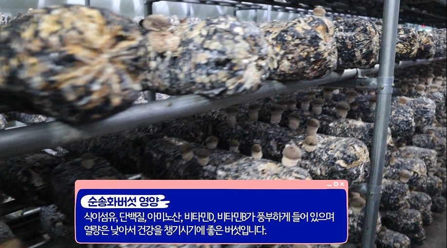 순송화버섯 영양 - 식이섬유, 단백질, 아미노산, 비타민D, 비타민B가 풍부하게 들어 있으며 열량은 낮아서 건강을 챙기시기에 좋은 버섯입니다.