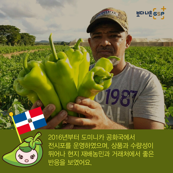 보다 나은 GSP 2016년부터 도미니카 공화국에서 전시포를 운영하였으며, 상품과 수량성이 뛰어나 현지 재배농민과 거래처에서 좋은 반응을 보였어요.