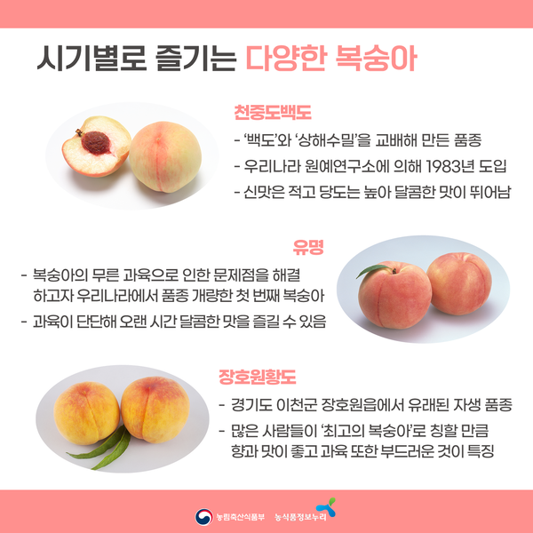 시기별로 즐기는 다양한 복숭아. 천중도백도: '백도'와 '상해수밀'을 교배해 만든 품종. 우리나라 원예연구소에 의해 1987년 도입. 신맛은 적고 당도는 높아 달콤한 맛이 뛰어남. 유명: 복숭아의 무른 과육으로 인한 문제점을 해결하고자 우리나라에서 품종 개량한 첫 번째 복숭아. 장호원황도: 경기도 이천군 장호원읍에서 유래된 자생 품종. 많은 사람들이 '최고의 복숭아'로 칭할 만큼 향과 맛이 좋고 과육 또한 부드러운 것이 특징. 