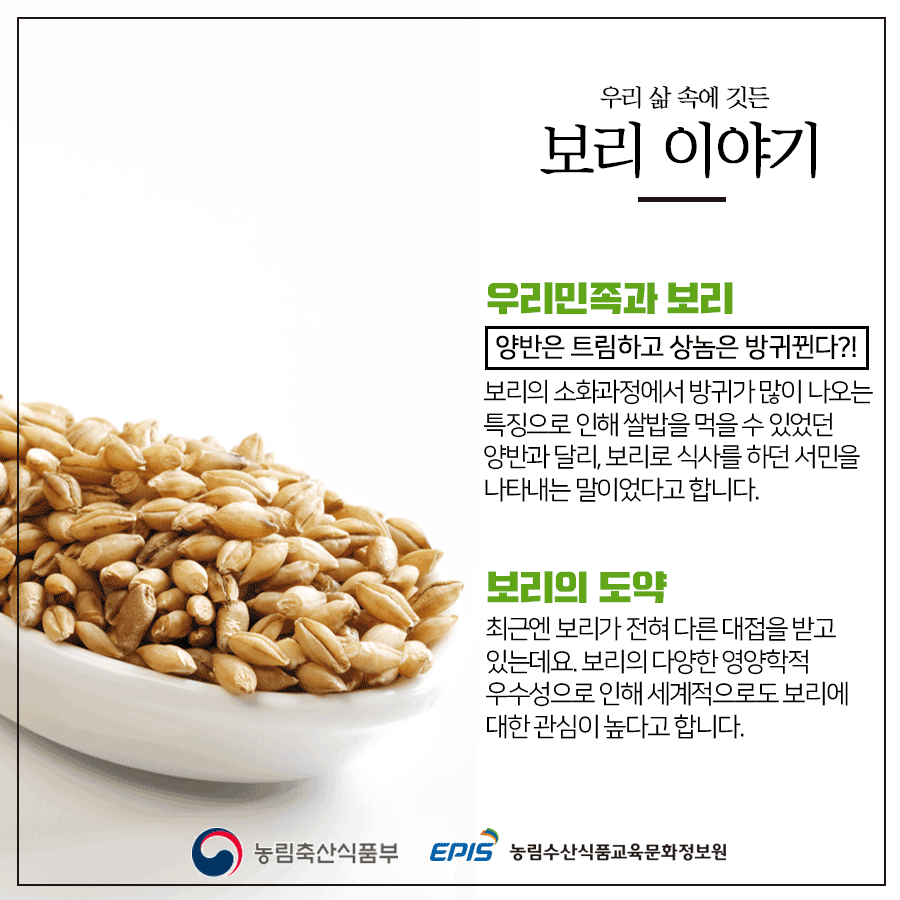 우리 삶 속에 깃든 보리 이야기 우리민족과 보리 양반은 트림하고 상놈은 방귀뀐다?! 보리의 소화과정에서 방귀가 많이 나오는 특징으로 인해 쌀밥을 먹을 수 있었던 양반과 달리, 보리로 식사를 하던 서민을 나타내는 말이었다고 합니다. 보리의 도약 최근엔 보리가 전혀 다른 대접을 받고 있는데요. 보리의 다양한 영양학적 우수성으로 인해 세계적으로도 보리에 대한 관심이 높다고 합니다. 농림축산식품부 EPIS 농림수산식품교육문화정보원
