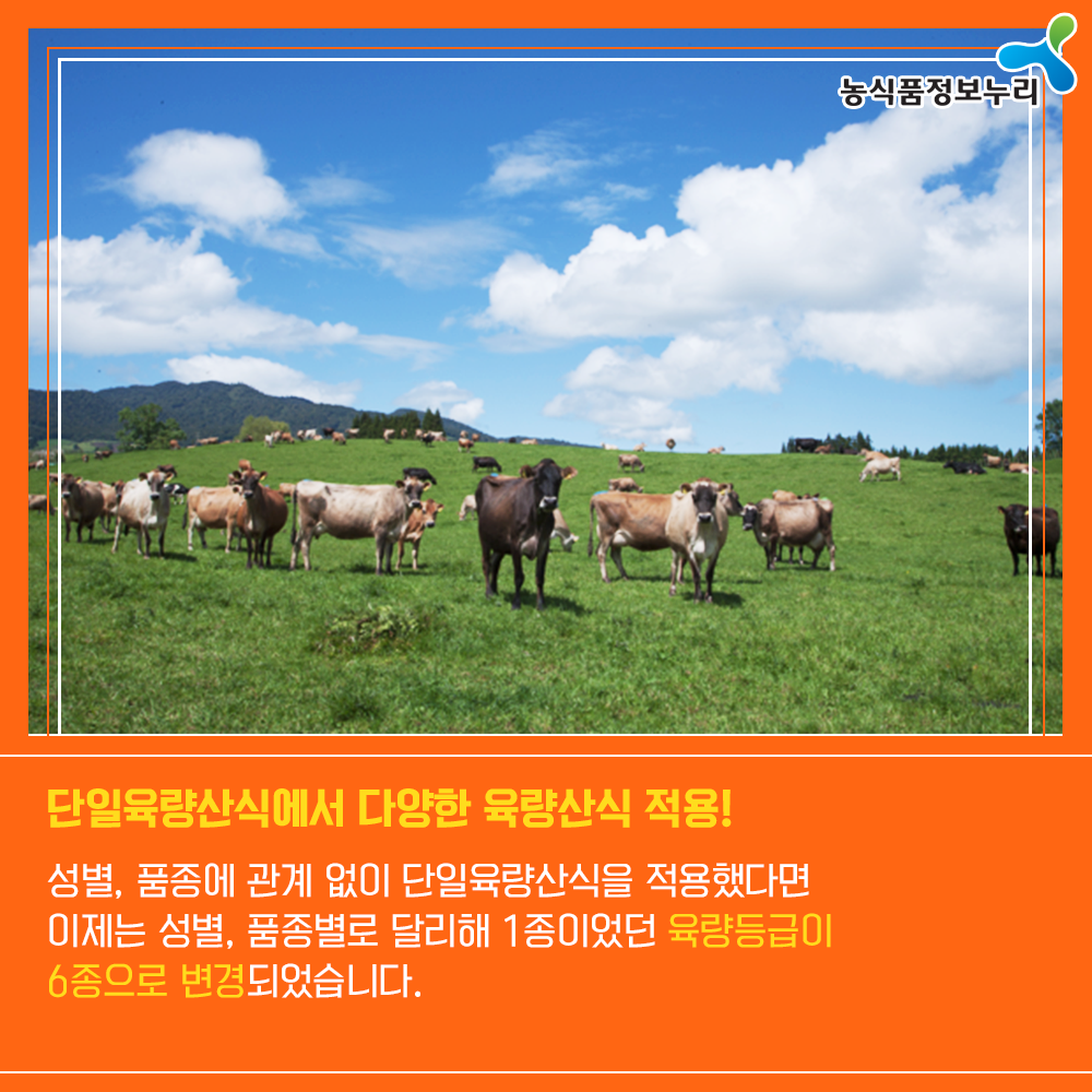 농식품정보누리 - 단일육량산식에서 다양한 육량산식 적용! 성별,품종에 관계 없이 단일육량산식을 적용했다면 이제는 성별,품종별로 달리해 1종이었던 육량등급이 6종으로 변경되었습니다.