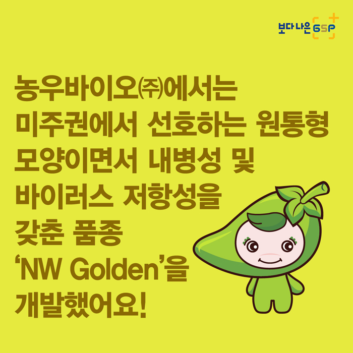 보다 나은 GSP 농우바이오(주)에서는 미주권에서 선호하는 원통형 모양이면서 내병성 및 바이러스 저항성을 갖춘 품종 'NW Golden'을 개발했어요