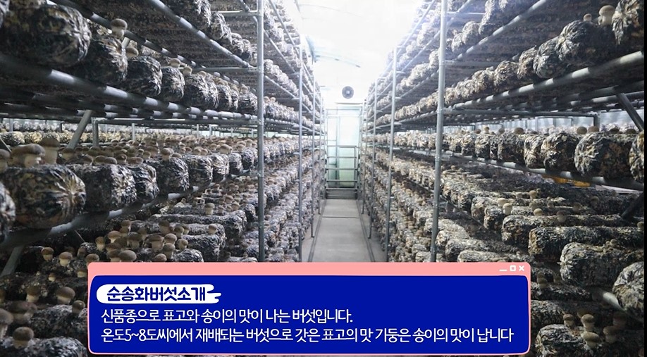 순송화버섯소개 - 신품종으로 표고와 송이의 맛이 나는 버섯입니다. 온도5~8도씨에서 재배되는 버섯으로 갓은 표고의 맛 기둥은 송이의 맛이 납니다.
