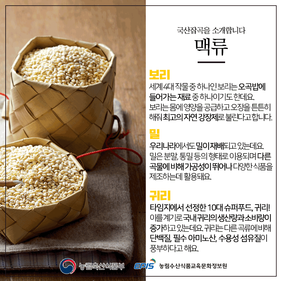 국산잡곡을 소개합니다 맥류 보리 세계 4대 작물 중 하나인 보리는 오곡밥에 들어가는 재료 중 하나이기도 한데요. 보리는 몸에 영양을 공급하고 오장을 튼튼히 해줘 최고의 자연 강장제로 불린다고 합니다. 밀 우리나라에서도 밀이 재배되고 있는데요. 밀은 분말, 통밀 등의 형태로 이용되며 다른 곡물에 비해 가공성이 뛰어나 다양한 식품을 제조하는데 활용돼요. 귀리 타임지에서 선정한 10대 슈퍼푸드, 귀리! 이를 계기로 국내 귀리의 생산량과 소비량이 증가하고 있는데요. 귀리는 다른 곡류에 비해 단백질, 필수 아미노산, 수용성 섬유질이 풍부하다고 해요. 농림축산식품부 EPIS 농림수산식품교육문화정보원