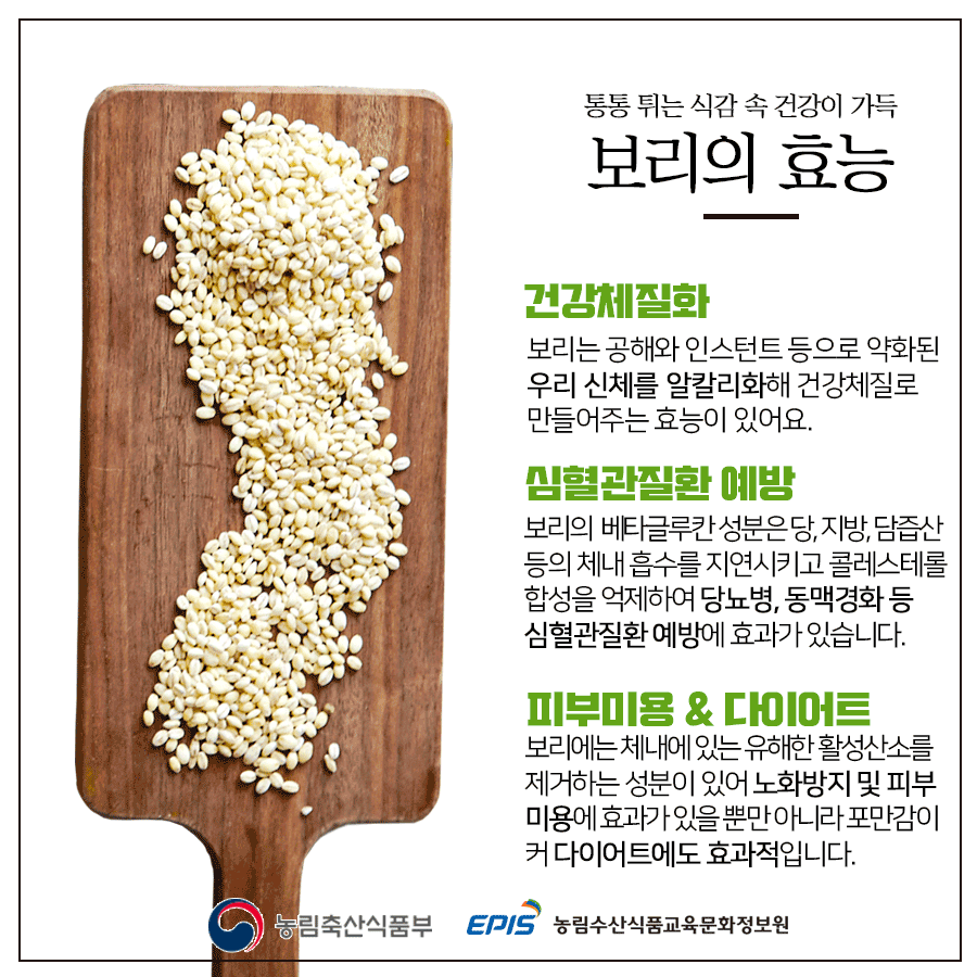 통통 튀는 식감 속 건강이 가득 보리의 효능 건강체질화 보리는 공해와 인스턴트 등으로 약화된 우리 신체를 알칼리화해 건강 체질로 만들어주는 효능이 있어요. 심혈관질환 예방 보리의 베타글루칸 성분은 당, 지방, 담즙산 등의 체내 흡수를 지연시키고 콜레스테롤 합성을 억제하여 당뇨병, 동맥경화 등 심혈관질환 예방에 효과가 있습니다. 피부미용 & 다이어트 보리에는 체내에 있는 유해한 활성산소를 제거하는 성분이 있어 노화방지 및 피부미용에 효과가 있을 뿐만 아니라 포만감이 커 다이어트에도 효과적입니다. 농림축산식품부 EPIS 농림수산식품교육문화정보원