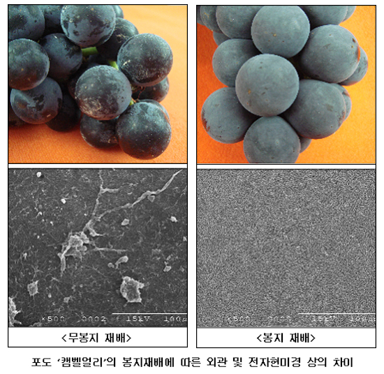 무봉지 재배, 봉지 재배. 포도 '캠벨얼리'의 봉지재배에 따른 외관 및 전자현미경 상의 차이 이미지. 