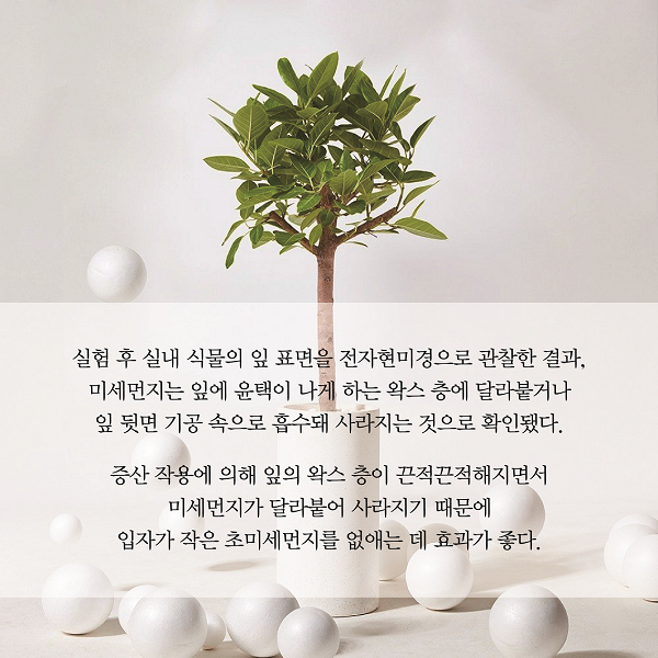실험 후 실내 식물의 잎 표면을 전자현미경으로 관찰한 결과, 미세먼지는 잎에 윤택이 나게 하는 왁스 층에 달라붙거나 잎 뒷면 기공 속으로 흡수돼 사라지는 것으로 확인됐다. 증산 작용에 의해 잎의 왁스 층이 끈적끈적해지면서 미세먼지가 달라붙어 사라지기 때문에 입자가 작은 초미세먼지를 없애는 데 효과가 좋다.