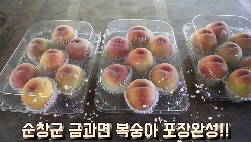 순창군 금과면 복숭아 포장완성!!