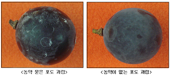 농약 묻은 포도 과립, 농약이 없는 포도 과립 이미지.