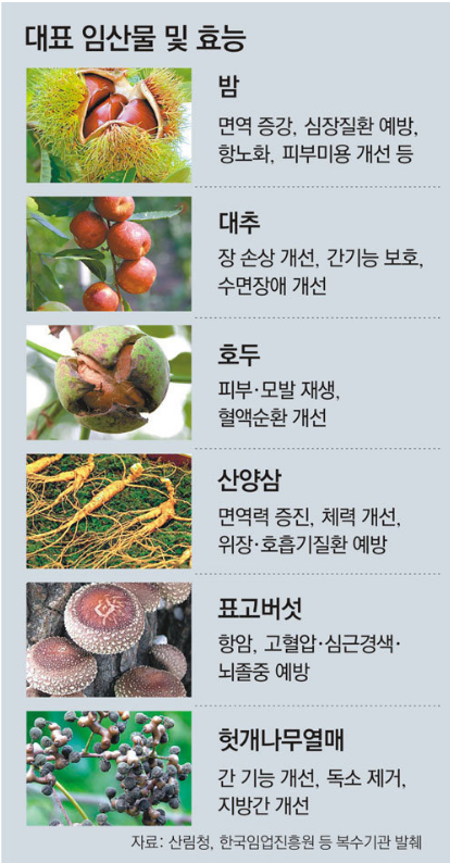 대표 임산물 및 효능 - 밤:면역 증강, 심장질환 예방, 항노화, 피부미용 개선 등 / 대추 : 장 손상 개선, 간기능 보호, 수명장애 개선 / 호두 : 피부.모발 재생, 혈액순환 개선 / 산양삼 : 면역력 증진, 체력 개선, 위장.호흡기질환 예방 / 표고버섯 : 항암, 고혈압.심근경색. 뇌졸중 예방 / 헛개나무열매:간 기능 개선, 독소 제거, 지방간 개선(자료 : 산림청, 한국임업진흥원 등 복수기관 발췌)