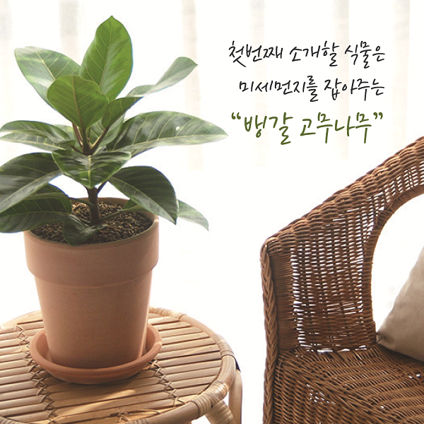 첫번째 소개할 식물은 미세먼지를 잡아주는 뱅갈고무나무
