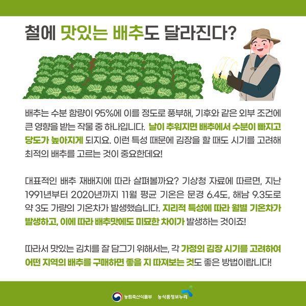 철에 맛있는 배추도 달라진다? 배추는 수분 함량이 95%에 이를 정도로 풍부해, 기후와 같은 외부 조건에 큰 영향을 받는 작물 중 하나입니다. 날이 추워지면 배추에서 수분이 빠지고 당도가 높아지게 되지요. 이런 특성 때문에 김장을 할 때도 시기를 고려해 최적의 배추를 고르는 것이 중요한데요! 대표적인 배추 재배지에 따라 살펴볼까요? 기상청 자료에 따르면, 지난 1991년부터 2020년까지 11월 평균 기온은 문경 6.4도, 해남 9.3도로 약 3도 가량의 기온차가 발생했습니다. 지리적 특성에 따라 월별 기온차가 발생하고, 이에 따라 배추맛에도 미묘한 차이가 발생하는 것이죠! 따라서 맛있는 김치를 잘 담그기 위해서는, 각 가정의 김장 시기를 고려하여 어떤 지역의 배출르 구매하면 좋을 지 따져보는 것도 좋은 방법이랍니다!