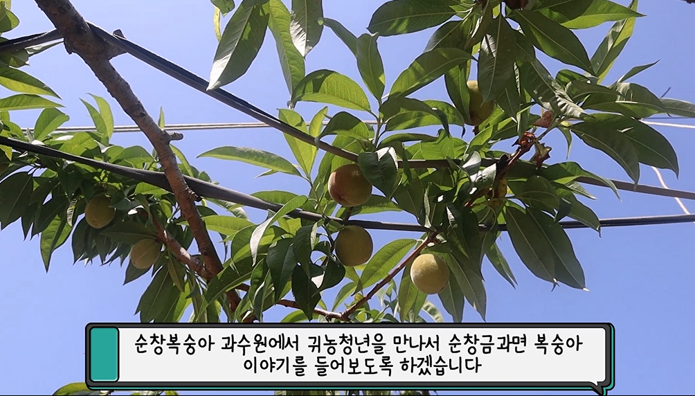 순창복숭아 과수원에서 귀농청년을 만나서 순창금과면 복숭아 이야기를 들어보도록 하겠습니다
