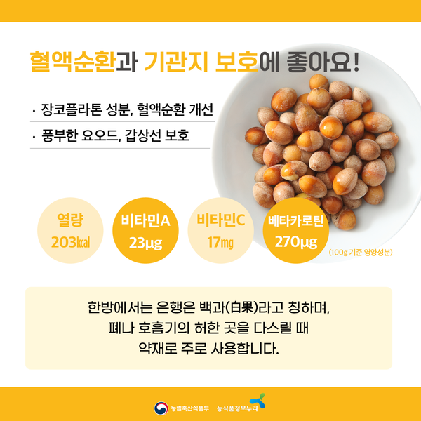 혈액순환과 기관지 보호에 좋아요! 장코플라톤 성분, 혈액순환 개선. 풍부한 요오드, 갑상선 보호. 열량 203kcal, 비타민A 23㎍, 비타민C 17mg, 베타카로틴 270㎍ (100g 기준 영양성분) 한방에서는 은행은 백과(白果)라고 칭하며, 폐나 호흡기의 허한 곳을 다스릴 때 약재로 주로 사용합니다.