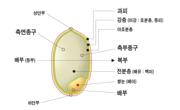상단부 과피 강층(미강: 호분층, 종피) 아호분층 측면종구 측부종구 배부(등부) 복부 전분층(배유: 백미) 쌀눈(배아) 배부 하단부