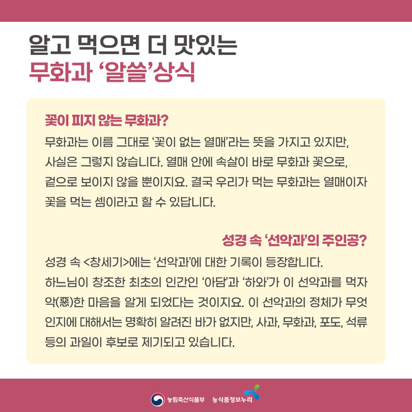 알고 먹으면 더 맛있는 무화과 '알쓸'상식. 꽃이 피지 않는 무화과? 무화과는 이름 그대로 '꽃이 없는 열매'라는 뜻을 가지고 있지만, 사실은 그렇지 않습니다. 열매 안에 속살이 바로 무화과 꽃으로 겉으로 보이지 않을 뿐이지요. 결국 우리가 먹는 무화과는 열매이자 꽃을 먹는 셈이라고 할 수 있답니다. 성경 속 '선악과'의 주인공? 성경속 [창세기]에는 '선악과'에 대한 기록이 등장합니다. 하느님이 창조한 최초의 인간인 '아담'과 '하와'가 이 선악과를 먹자 악(惡)한 마음을 알게 되었다는 것이지요. 이 선악과의 정체가 무엇인지에 대해서는 명확히 알려진 바가 없지만, 사과, 무화과, 포도, 석류 등의 과일을 후보로 제기되고 있습니다. 