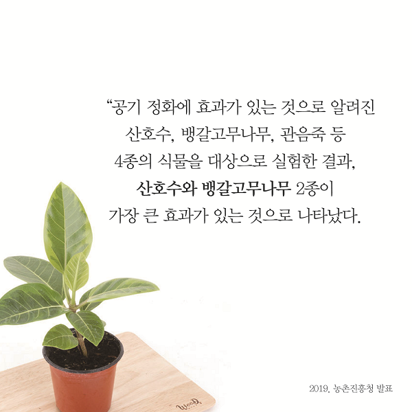 공기 정화에 효과가 있는 것으로 알려진 산호수,뱅갈고무나무,관음죽 등 4종의 식풀을 대상으로 실험한 결과, 산호수와 뱅갈고무나무 2종이 가장 큰 효과가 있는 것으로 나타났다.-2019.농촌진흥청 발표