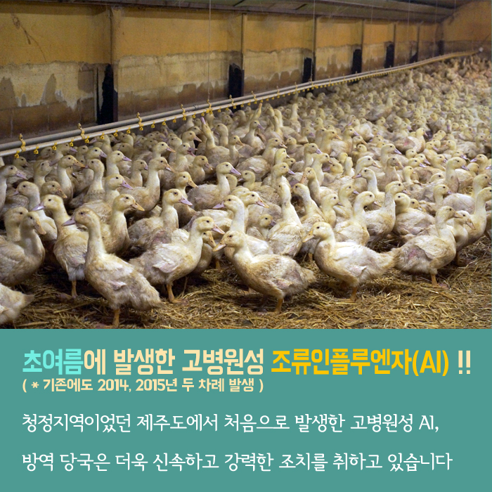 초여름에 발생한 고병원성 조류인플루엔자(AI)!! (*rlwhsdpeh 2014, 2015년 두 차례 발생) 청정지역이었던 제주도에서 처음으로 발생한 고병원성 AI, 방역 당국은 더욱 신속하고 강력한 조치를 취하고 있습니다
