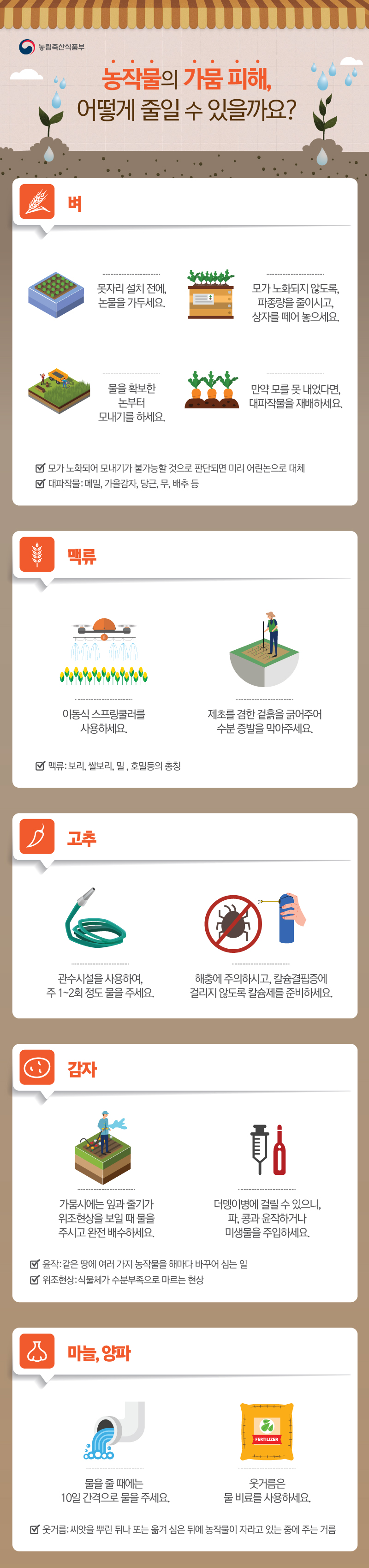 농림축산식품부 농작물의 가뭄 피해, 어떻게 줄일 수 있을까요? 벼 못자리 설치 전에, 논물을 가두세요. 모가 노화되지 않도록, 파종량을 줄이시고, 상자를 떼어 놓으세요. 물을 확보한 논부터 모내기를 하세요. 만약 모를 못 내었다면, 대파작물을 재배하세요. 모가 노화되어 모내기가 불가능할 것으로 판단되면 미리 어린논으로 대체 대파작물: 메밀, 가을감자, 당근, 무, 배추 등 맥류 이동식 스프링쿨러를 사용하세요. 제초를 겸한 겉흙을 긁어주어 수분 증발을 막아주세요. 맥류: 보리, 쌀보리, 밀, 호밀등의 총칭 고추 관수시설을 사용하여, 주1~2회 정도 물을 주세요. 해충에 주의하시고, 칼슘결핍증에 걸리지 않도록 칼슘제를 준비하세요. 감자 가뭄시에는 잎과 줄기가 위조현상을 보일 때 물을 주시고 완전 배수하세요. 더뎅이병에 걸릴 수 있으니, 파, 콩과 윤작하거나 미생물을 주입하세요. 윤작: 같은 땅에 여러 가지 농작물을 해마다 바꾸어 심는 일 위조현상: 식물체가 수분부족으로 마르는 현상 마늘, 양파 물을 줄 때에는 10일 간격으로 물을 주세요. 웃거름은 물 비료를 사용하세요. 웃거름: 씨앗을 뿌린 뒤나 또는 옮겨 심은 뒤에 농작물이 자라고 있는 중에 주는 거름
