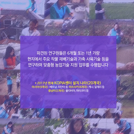 파견된 연구원들은 6개월 또는 1년 가량 현지에서 주요 작물 재배기술과 가축 사육기술 등을 연구하며 맞춤형 농업기술 지원 업무를 수행합니다 *20107년 현재 KOPIA센터 설치 나라(20개국) 아시아(9개국): 베트남, 미얀마 등 아프리카(6개국): 케냐, 알제리 등 중남미(5개국): 볼리비아, 파라과이 등