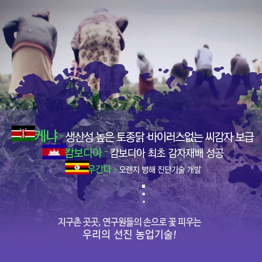 케냐-생산성 높은 토종닭, 바이러스 없는 씨감자 보급 캄보디아-캄보디아 최초 감자재배 성공 우간다-오렌지 병해 진단기술 개발... 지구촌 곳곳, 연구원들의 손으로 꽃 피우는 우리의 선진 농업기술!